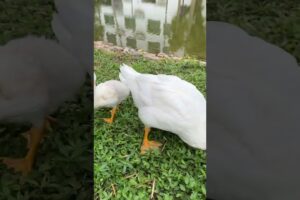 🦆 Adorable Duck Playing All Day Long #duck #ducklingspro #cute #entertaininganimals #animals