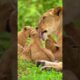 Adorable lion cubs playing with their caring mother #lioncubs #cute #wildlife