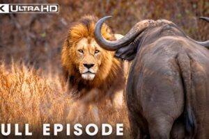 African Savannah | Deadliest Battles for Survival | FULL EPISODE | Wildlife Documentary