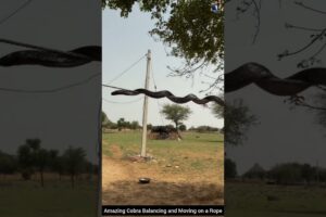Amazing Cobra Balancing and Moving on a Rope #snake #wildliferescue #cobra #wildlife
