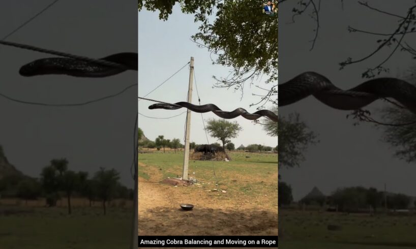 Amazing Cobra Balancing and Moving on a Rope #snake #wildliferescue #cobra #wildlife