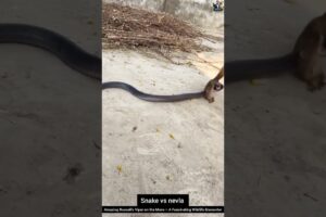 Amazing Russell's Viper on the Move – A Fascinating Wildlife Encounter #snake #wildlifeentertainment