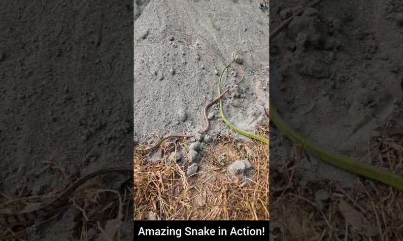 Amazing Snake in Action! #snake #wildliferescue  #animals #wildlife