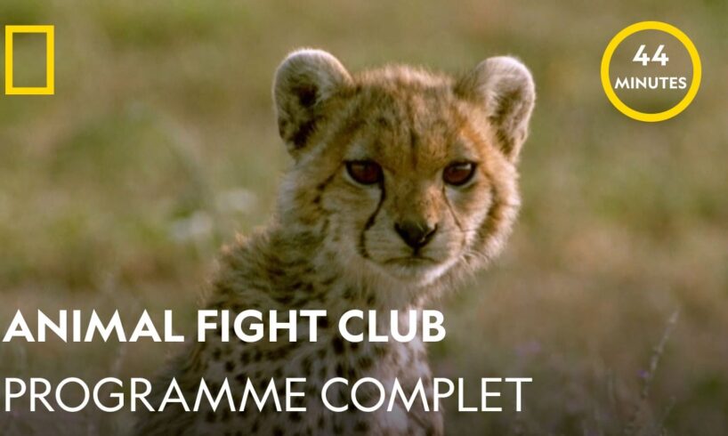 Animal Fight Club | De l'Afrique à l'Australie | Programme complet