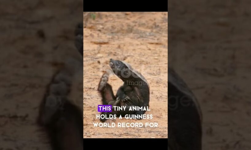 Animal Fights LIONS For Fun! 🤯