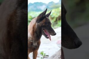 Apni Saving Se Dadi Ko Khana Khilaya #animal #dog #pets