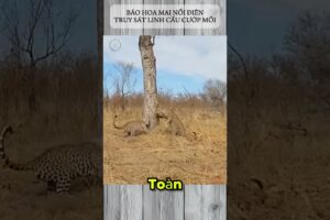 BÁO HOA MAI NỔI ĐIÊN TRUY SÁT LINH CẨU CƯỚP MỒI