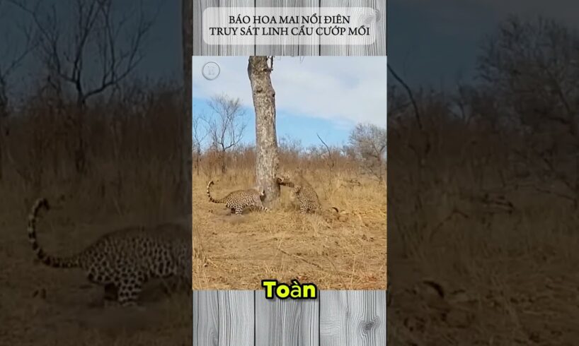 BÁO HOA MAI NỔI ĐIÊN TRUY SÁT LINH CẨU CƯỚP MỒI