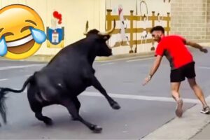 BEST OF THE WEEK #42Funniest Fails of the Week