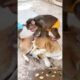 Babies Monkey Playing so Happy     #monkey #icy #cute #animals #bea3 #bryan
