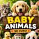 Baby Animals Playing and Having Fun 🐼