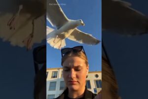 Best FAILS of the Week #shorts #funny #fails