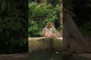Big Monkey Playing with Laser Light. #monkeyreelsdiaries #monkey #animals