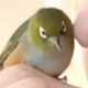 Bird returns every night at 5:30 to sleep inside woman's house