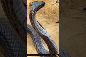 Black Cobra Spotted – Stay Alert and Keep a Safe Distance! 🐍⚠️ #snake #cobra #wildlife #animals