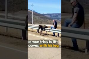 Brave Man Rescues Baby Wild Horse🐎🐴 👏❤#animal life #natural #trending