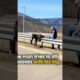 Brave Man Rescues Baby Wild Horse🐎🐴 👏❤#animal life #natural #trending