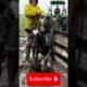 Brave Rescuers Save Helpless Animals in Their Final Moments ❤️🐾 #animallovers #animalrescue