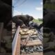 Brave Snake Rescues Human From Deadly Predator 🐍 #shorts #dangerousanimals #shortsfeed