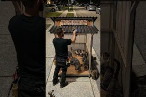 ✅ Building a Cozy Stray Cat Shelter on the Street