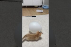 CUTE PLAYING CAT 😻🐈 #cat #cutecat #catshorts #animals