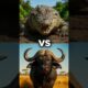 Cape Buffalo vs Animals (Lion, Tiger, Crocodile)