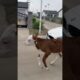 Car Rokkar Doodh Pine Ki Jid #pets #calf #animal