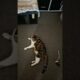 Cat Playing 🎮 #cat #catshorts #shortsvideo #cats #shortsviral #shorts #shortsfeed #pets