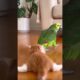 Cat playing with parrot #animals #cat #funny #shorts