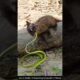 Cat vs Snake: A Surprising Encounter in Nature #snake #wildliferescue #wildlifeentertainment