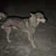 Checking How Happy Is Doing After the Dangerous Attack! - Takis Shelter