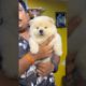 Chow Chow Puppy Price in Kolkata. #shorts #dog
