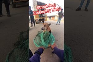 City Catching Dog's Releasing #dogwithpublicsafety #dog #rescue #release #shorts #ytviral #catch