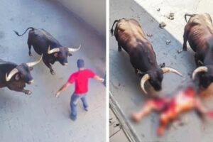 Craziest Animal Attacks Ever Caught On Camera | Amazing Animals