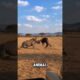 Crazy Animal Fights Caught On Camera! 🎥