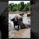 Crocodile Attacks Water Buffalo… Buffalo Fights Ba