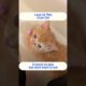 Cute Cat that wants to play. #Cat #animals #cute #cutecat #cuteanimals #shorts #shortvideo