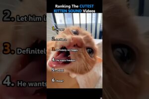 Cute Kitten Sound🥹😻 #cute #kitten #cutecat #viral