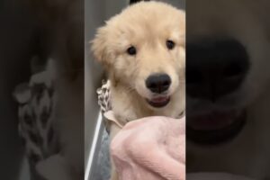 Cute Puppies Compilation 🐶🍼
