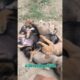 Cute Puppies Sote Huye 🐾🐶❤️ #shorts #puppy #viral #pets #streetdogsvilla