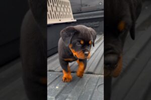 Cute Puppies Transformation 😍 #shorts #viral #doglover542 #ytshorts #rott #gsd #labrador #husky