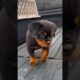 Cute Puppies Transformation 😍 #shorts #viral #doglover542 #ytshorts #rott #gsd #labrador #husky