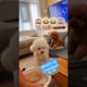Cute Puppies 😍❤️ #cute #puppies #trending