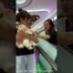 Cute Puppies 😁#shorts #viral #trending