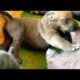 Cute-puppies-23days-old🐶🐶nursing mom & drink milk🥰🥰 #puppy #cute #viral #doglover #dog #dogs