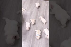 Cute puppies 🐶🐶🐶😍 #petlover #cute #puppy #dog