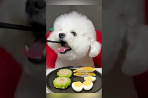 Cute puppy eating boiled eggs 🥚 #puppy #dog #cute #animals #shorts