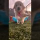 Cutest Creatures Beyond Puppies: Uncover Them Now