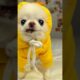 Cutest Dogs Ever Caught on Camera | Adorable Puppy Compilation 🥰🐶
