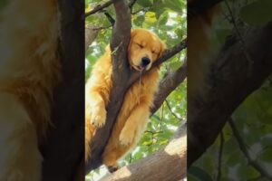 Cutest Dogs and Golden Retriever Puppies You'll See Today 🐶 Funny, Adorable & Sweet Dog Moments